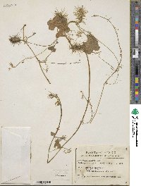 Echinopepon wrightii image