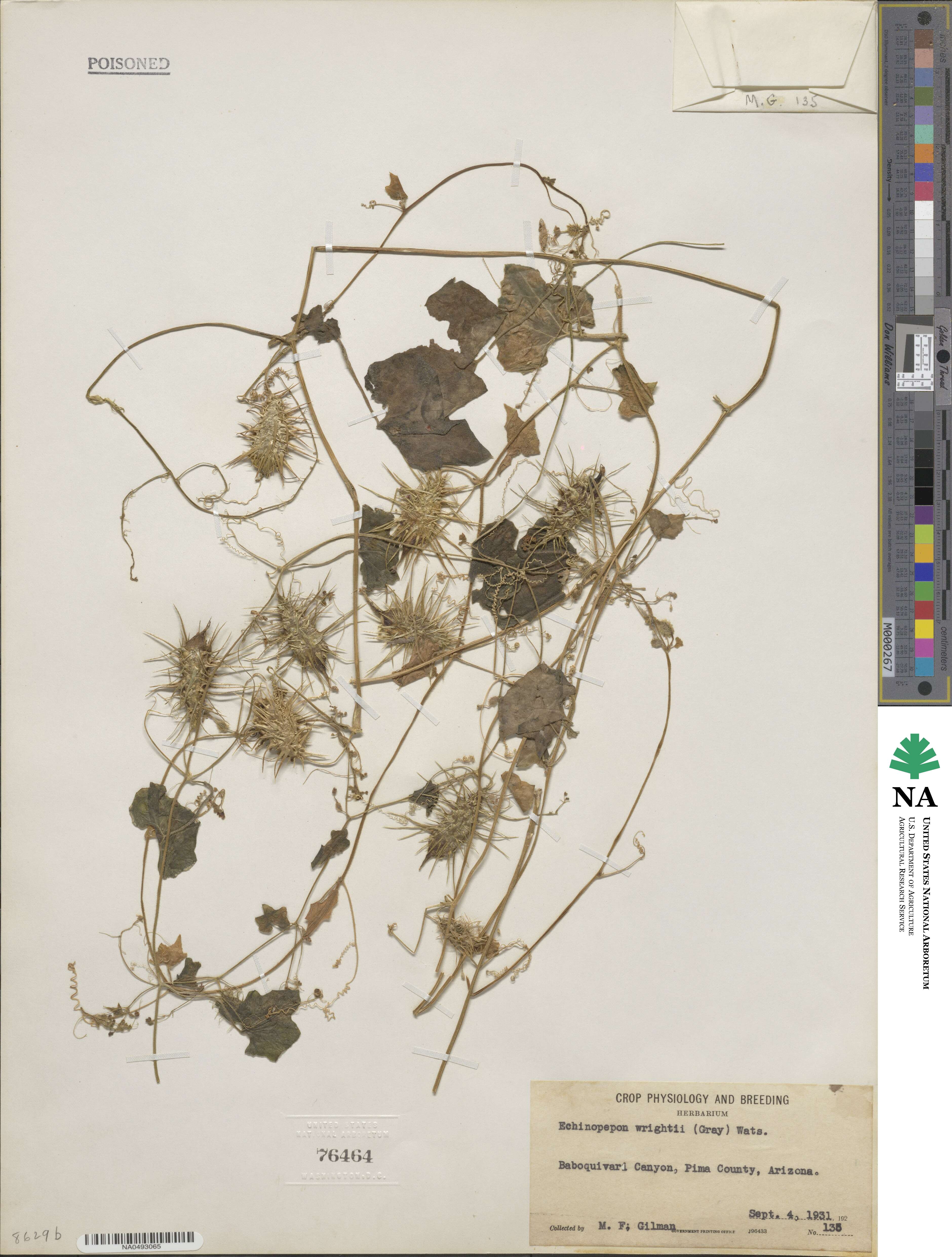 Echinopepon wrightii image