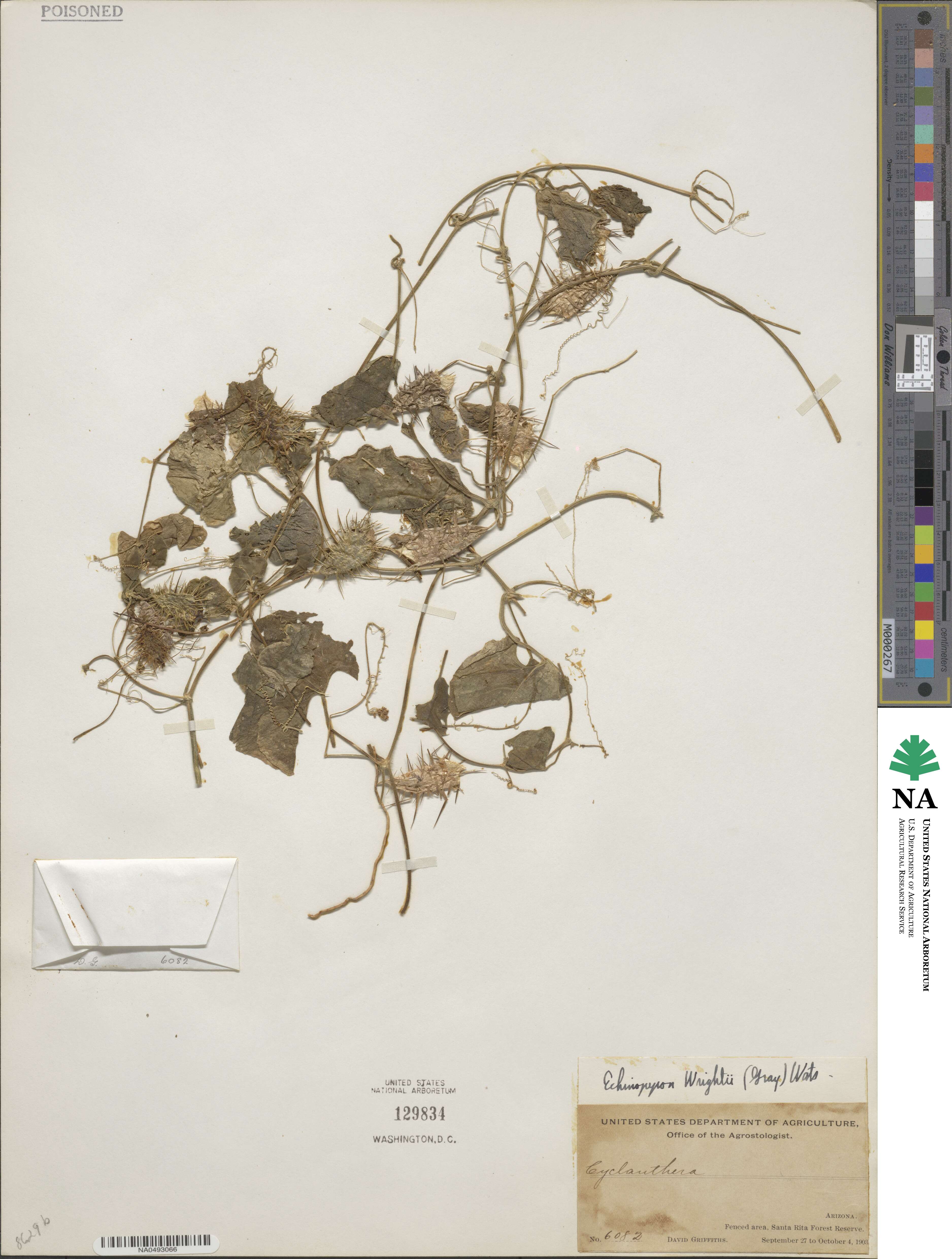 Echinopepon wrightii image
