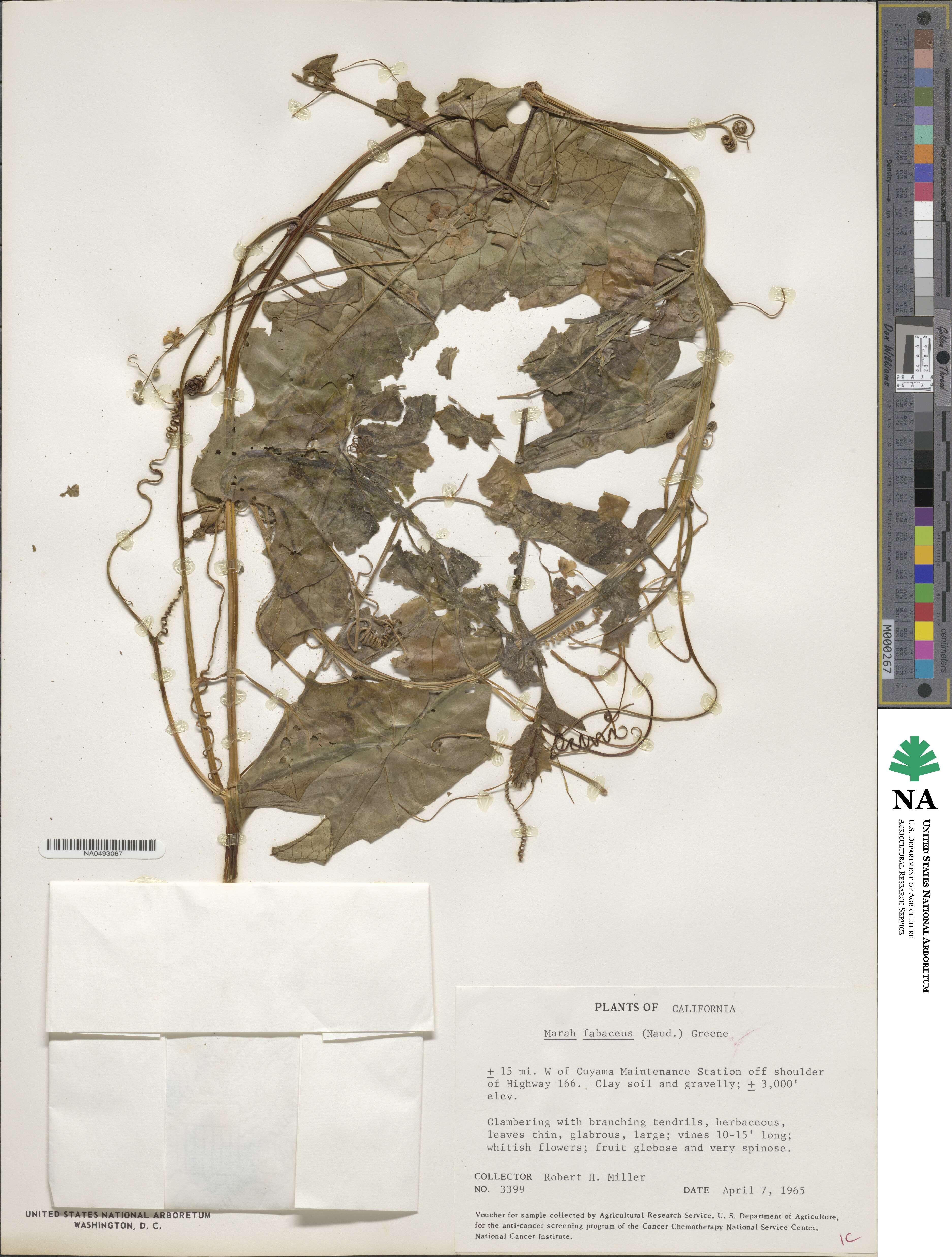 Marah fabacea image