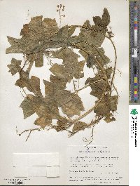 Marah fabacea image