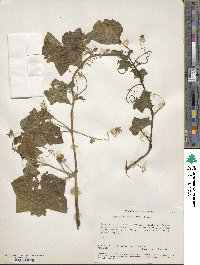 Marah fabacea image