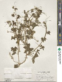 Marah fabacea image