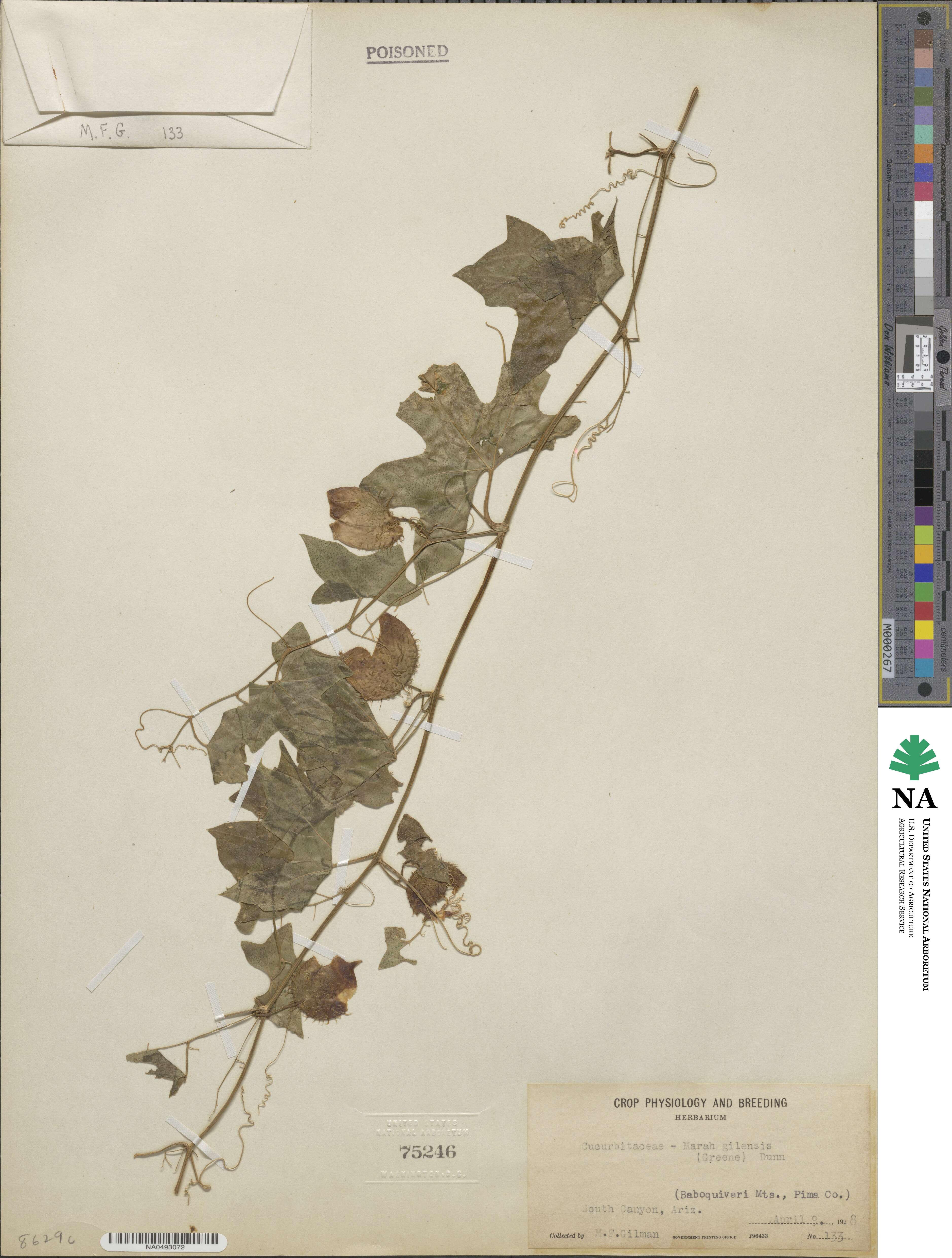 Marah gilensis image