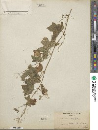 Marah gilensis image