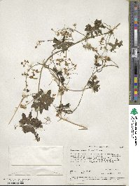 Marah macrocarpa image