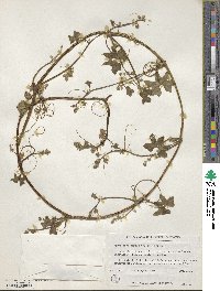 Marah macrocarpa image