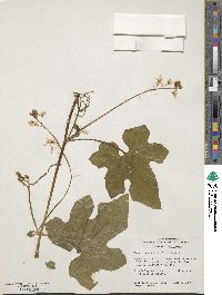 Marah oregana image