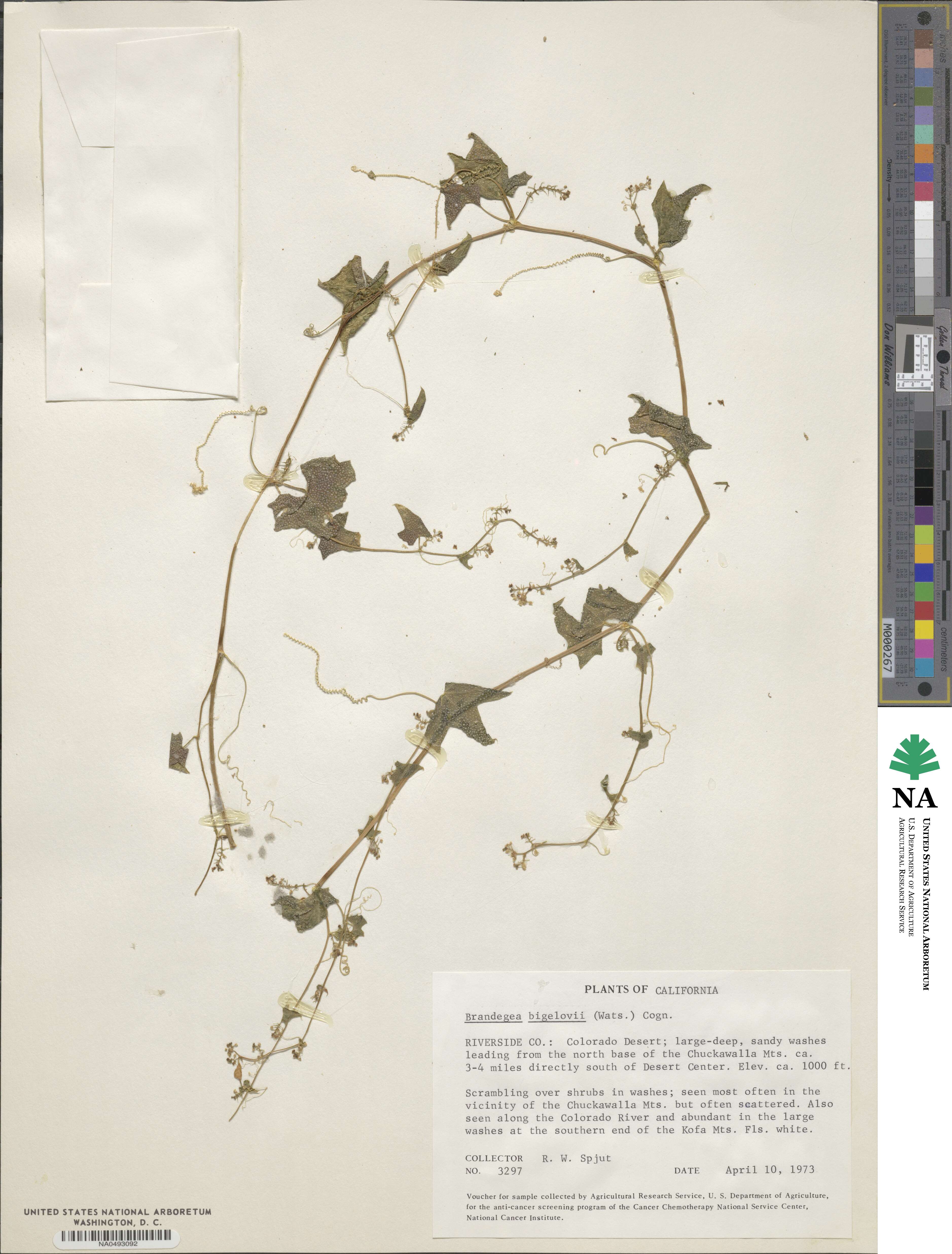 Echinopepon bigelovii image