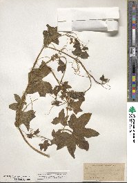 Marah fabacea image