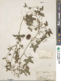 Marah fabacea image