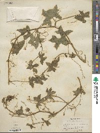 Marah fabacea image