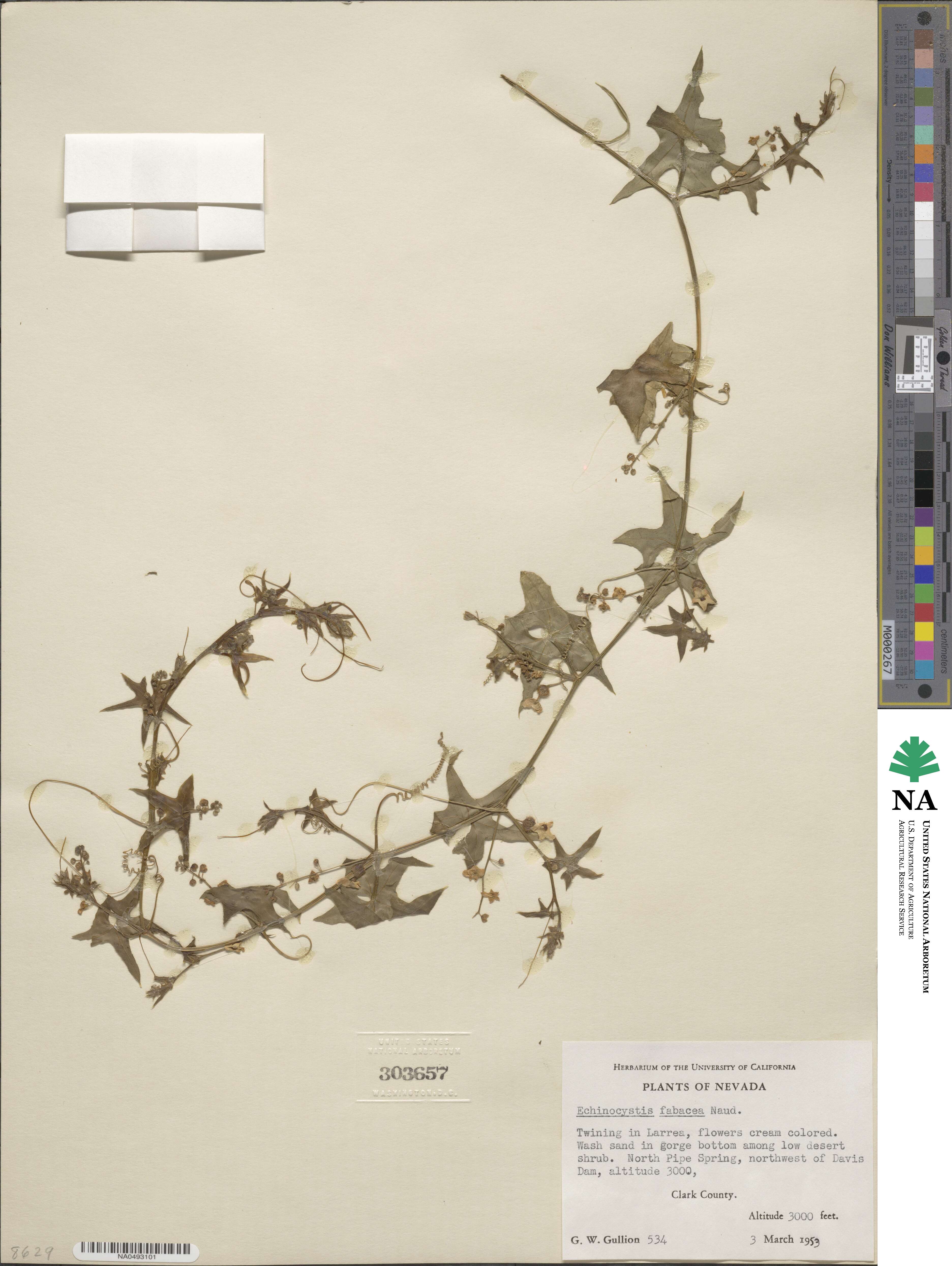 Marah fabacea image