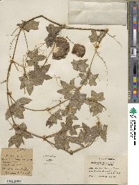 Marah fabacea image
