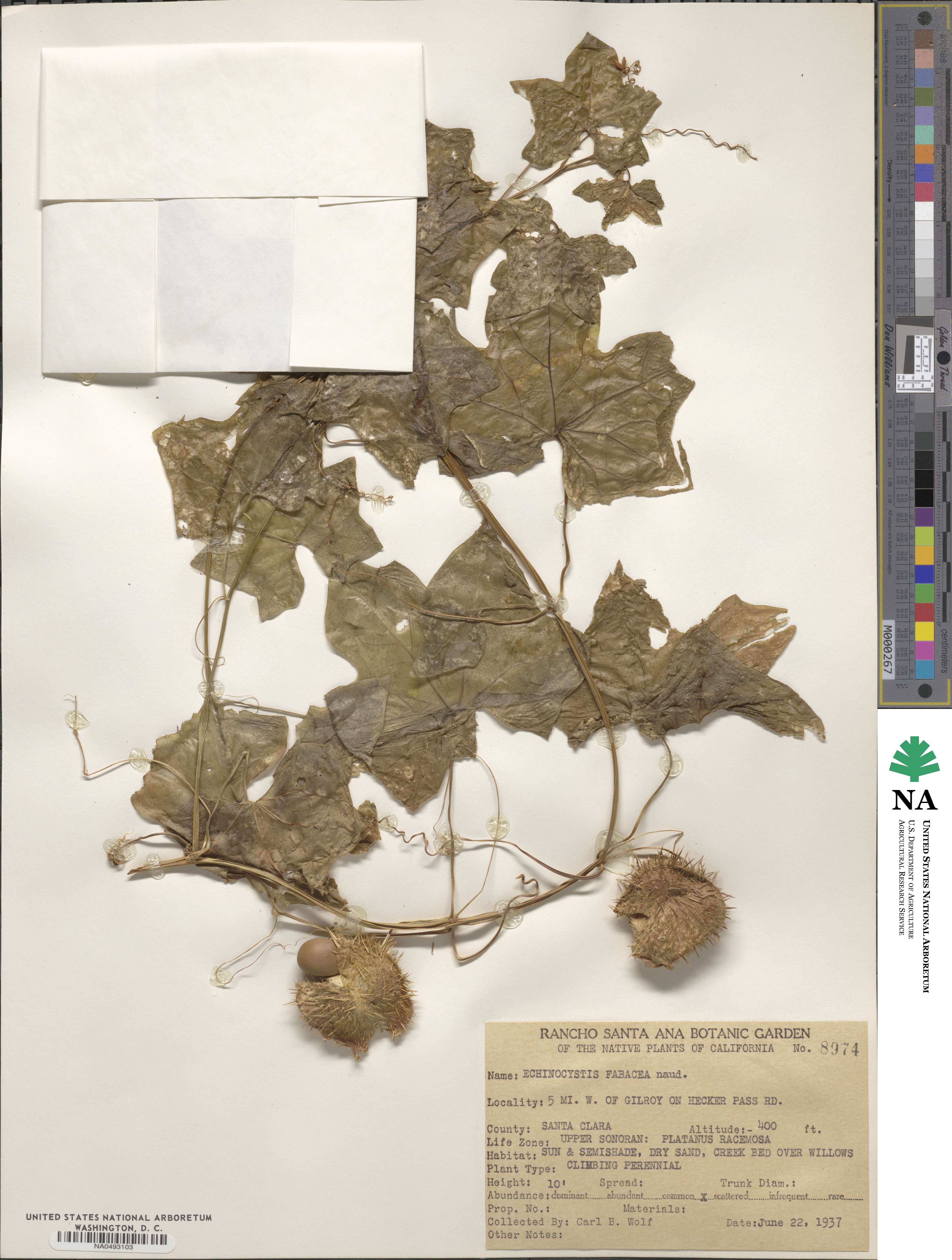 Marah fabacea image