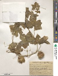 Marah fabacea image
