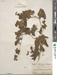 Marah fabacea image
