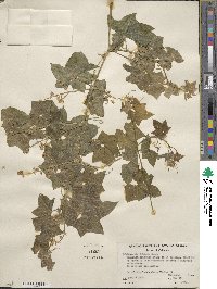 Marah fabacea image