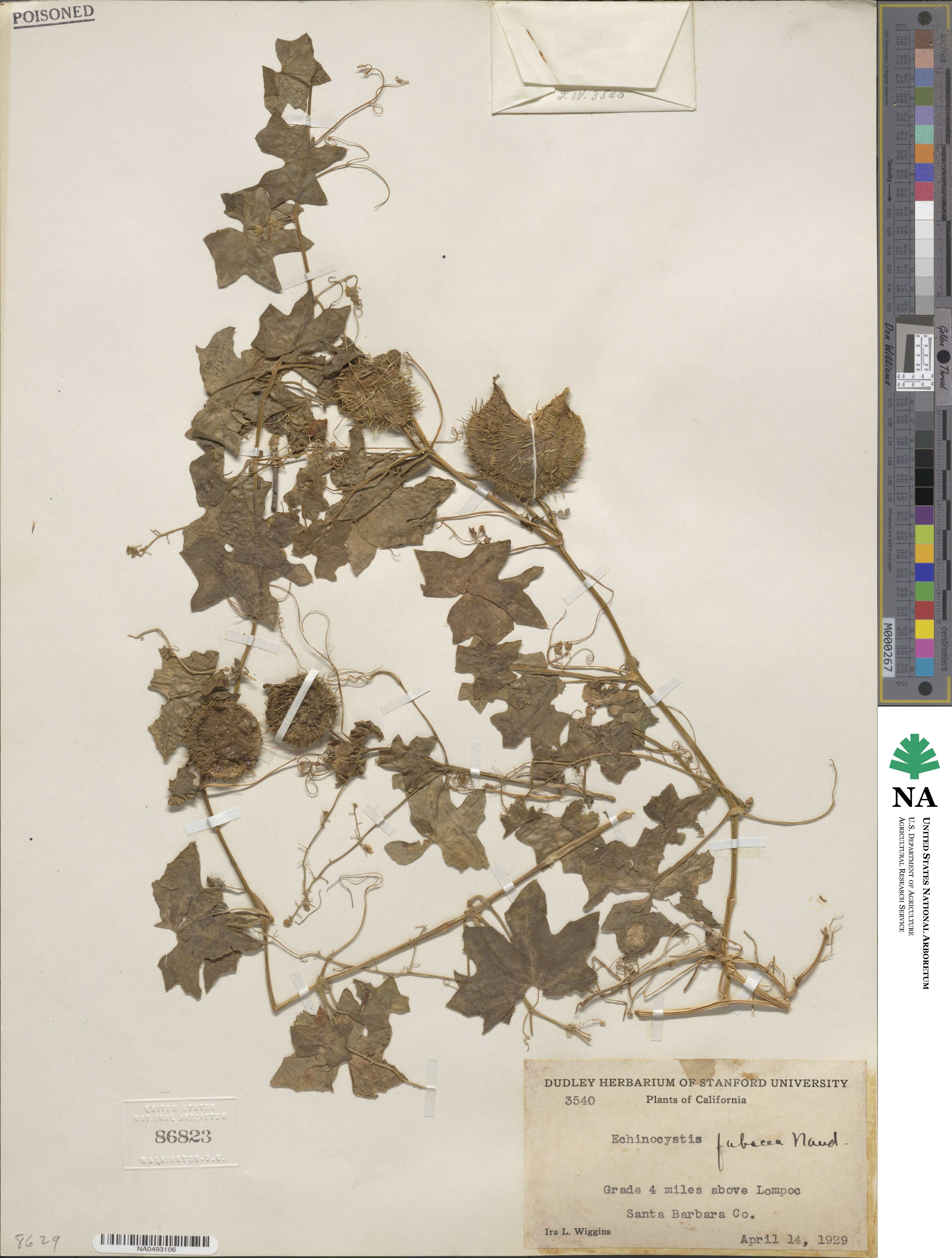 Marah fabacea image