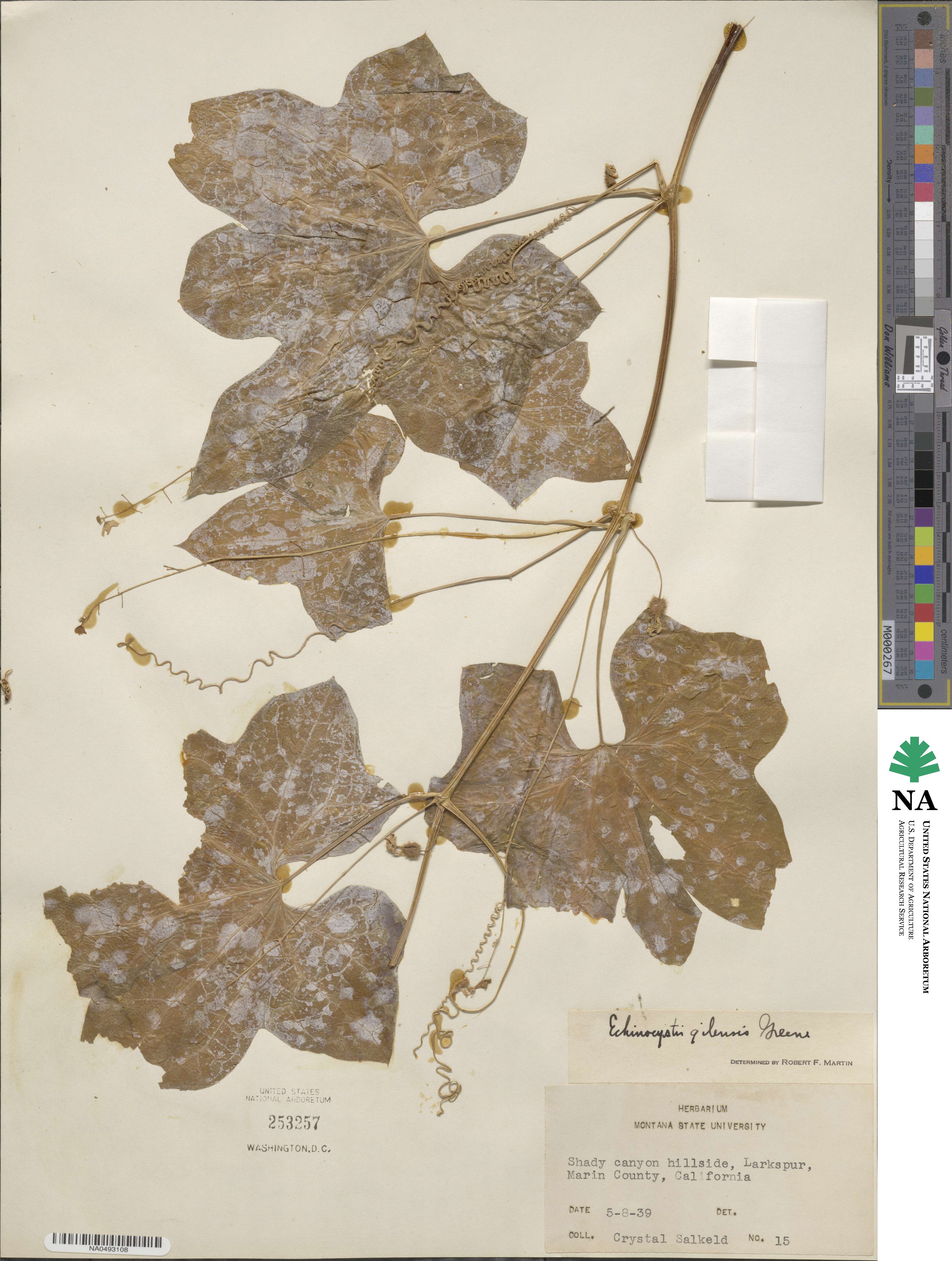Marah gilensis image