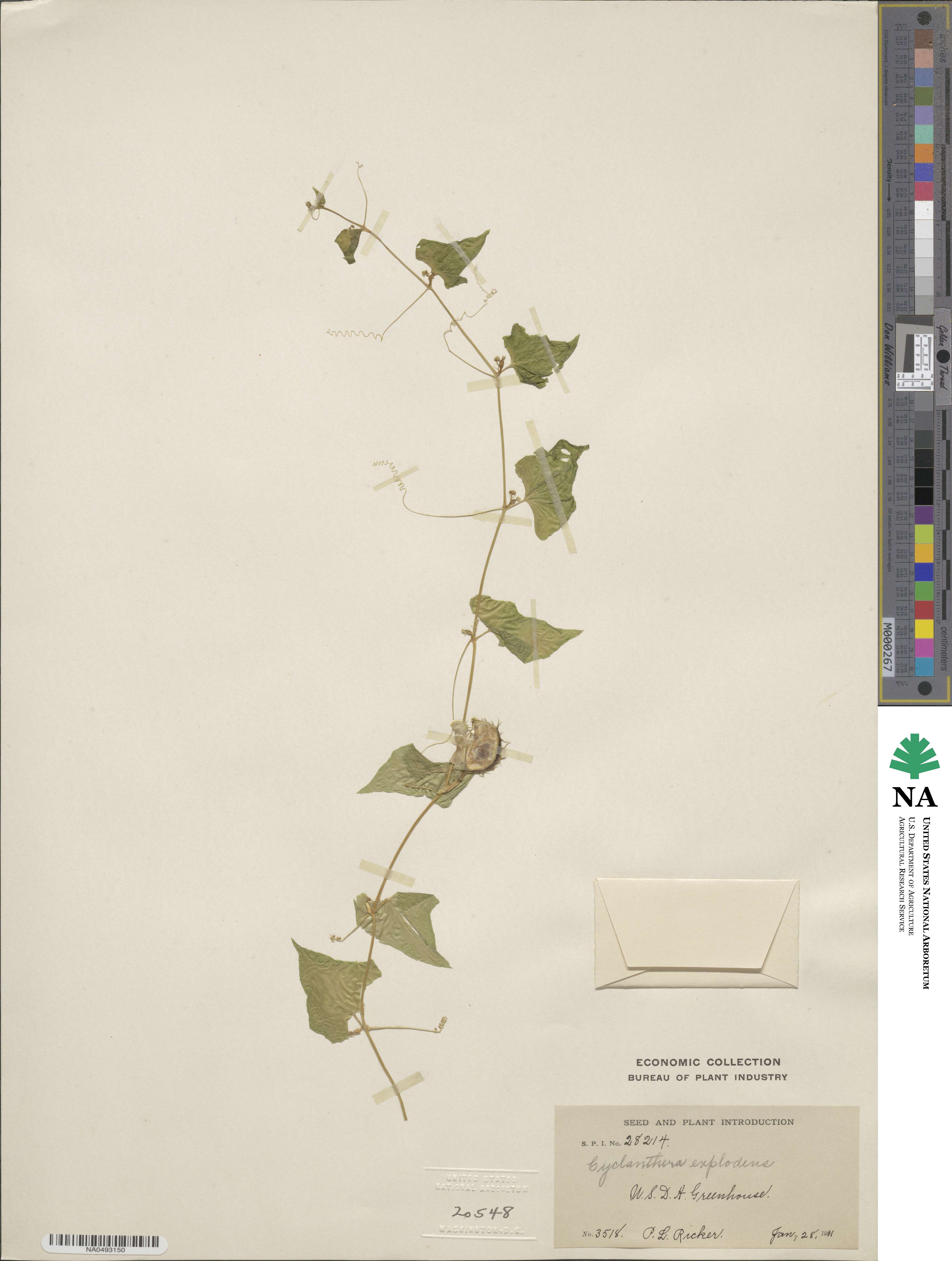 Cyclanthera brachystachya image
