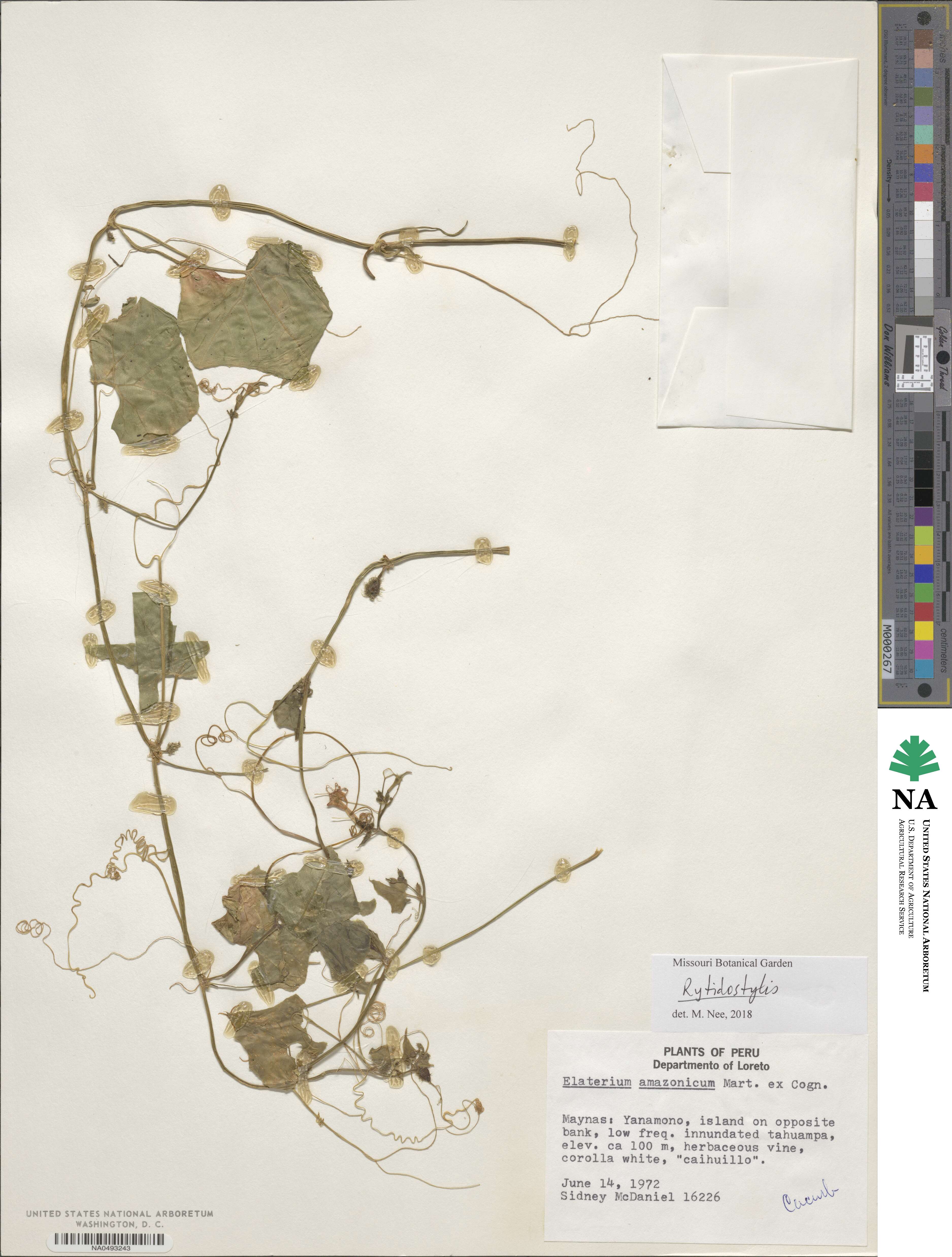 Cyclanthera carthagenensis image