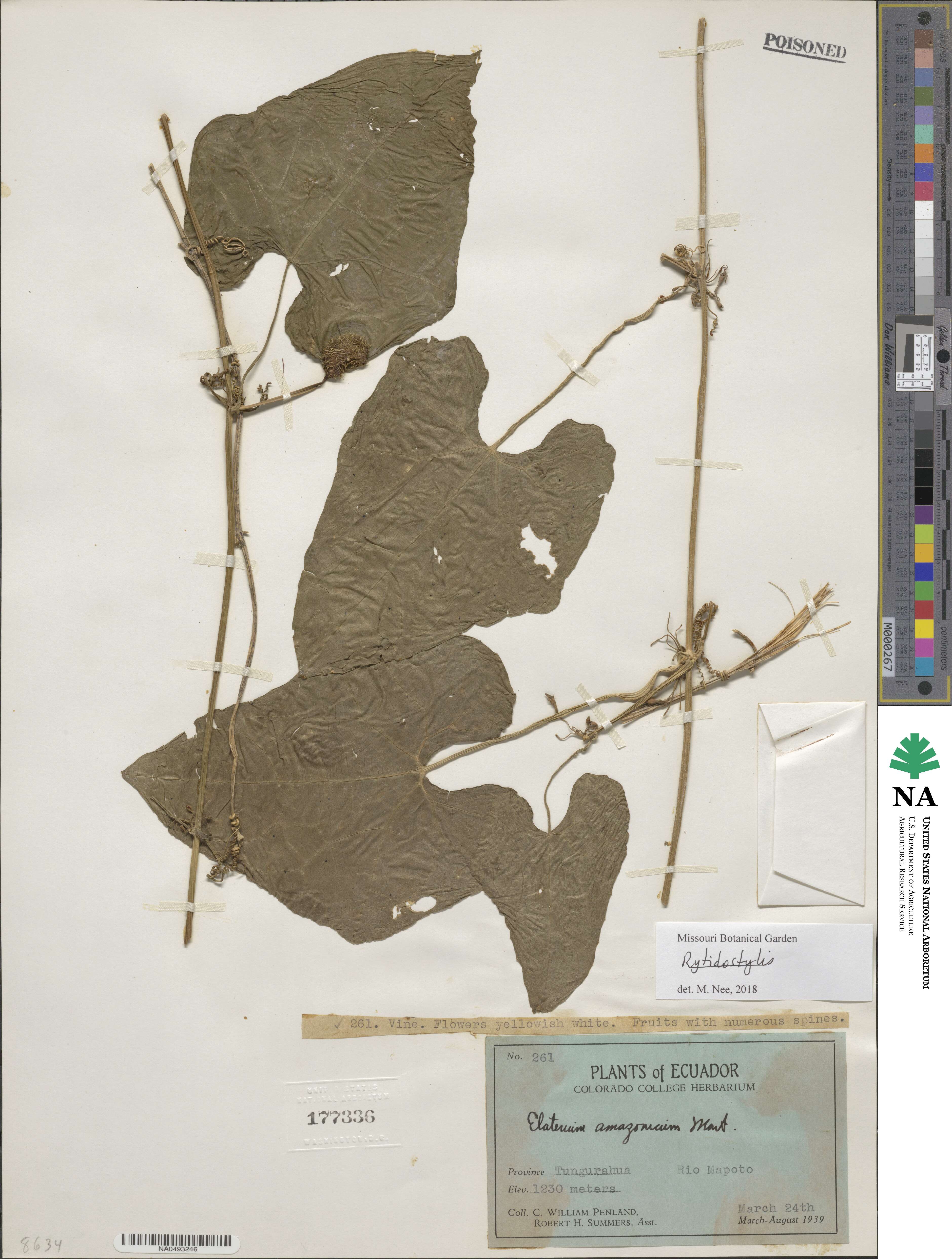 Cyclanthera carthagenensis image