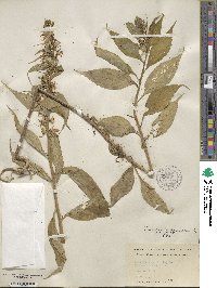 Campanulastrum americanum image