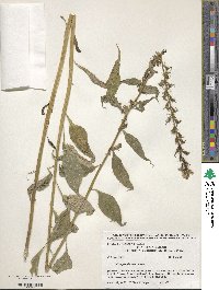 Campanulastrum americanum image