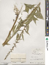 Campanulastrum americanum image