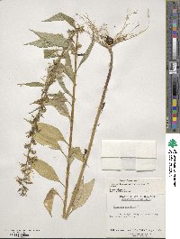 Campanulastrum americanum image