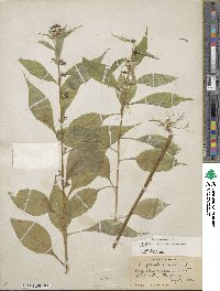 Campanulastrum americanum image