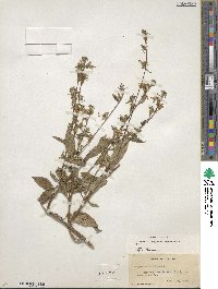 Campanulastrum americanum image