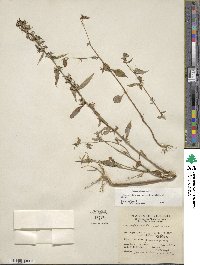 Campanulastrum americanum image