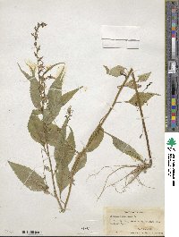 Campanulastrum americanum image