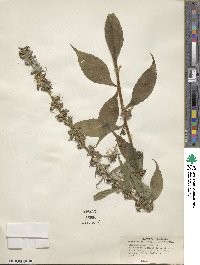 Campanulastrum americanum image