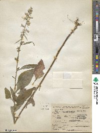 Campanulastrum americanum image