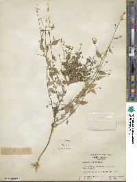 Campanulastrum americanum image