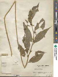 Campanulastrum americanum image