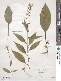 Campanulastrum americanum image