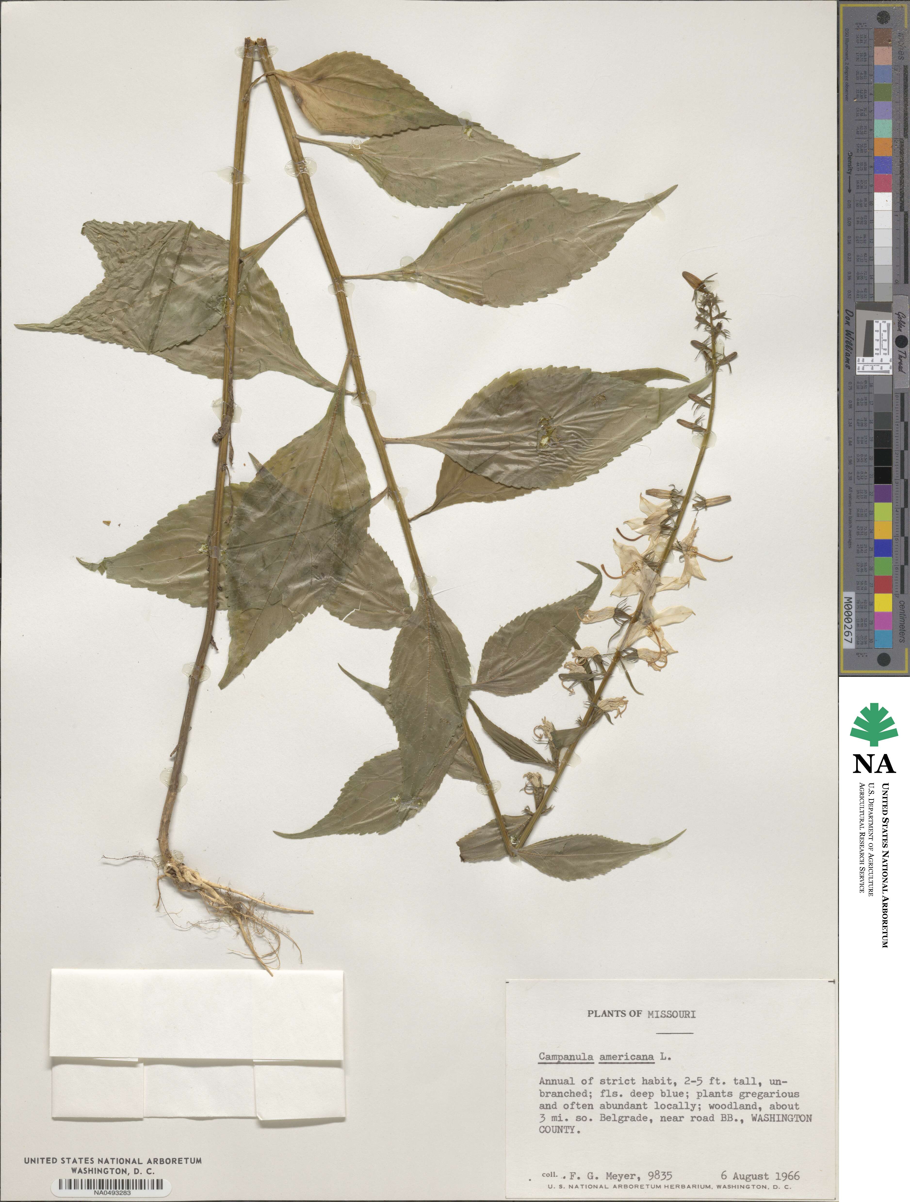 Campanulastrum americanum image