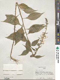 Campanulastrum americanum image