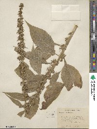 Campanulastrum americanum image