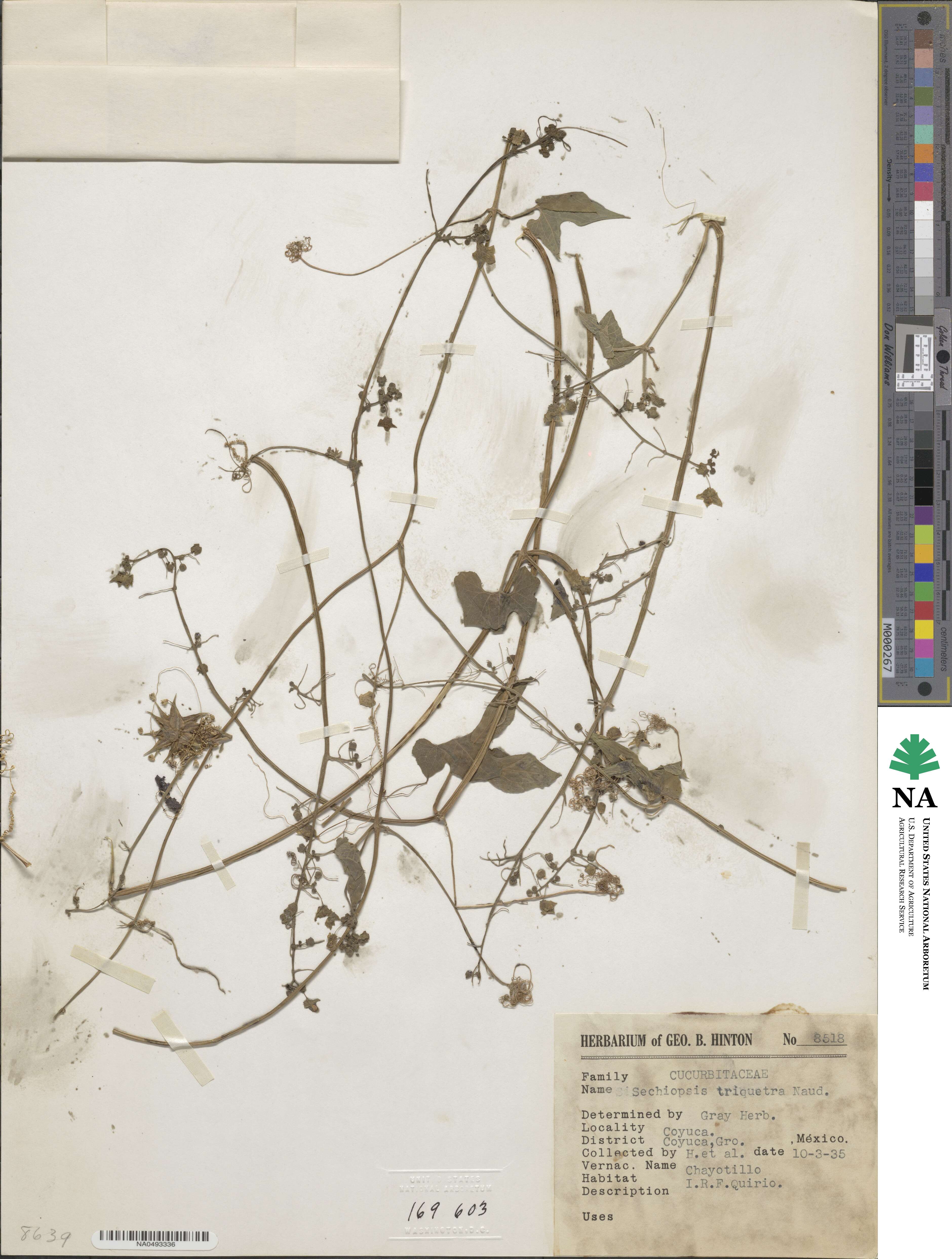 Sechiopsis triquetra image