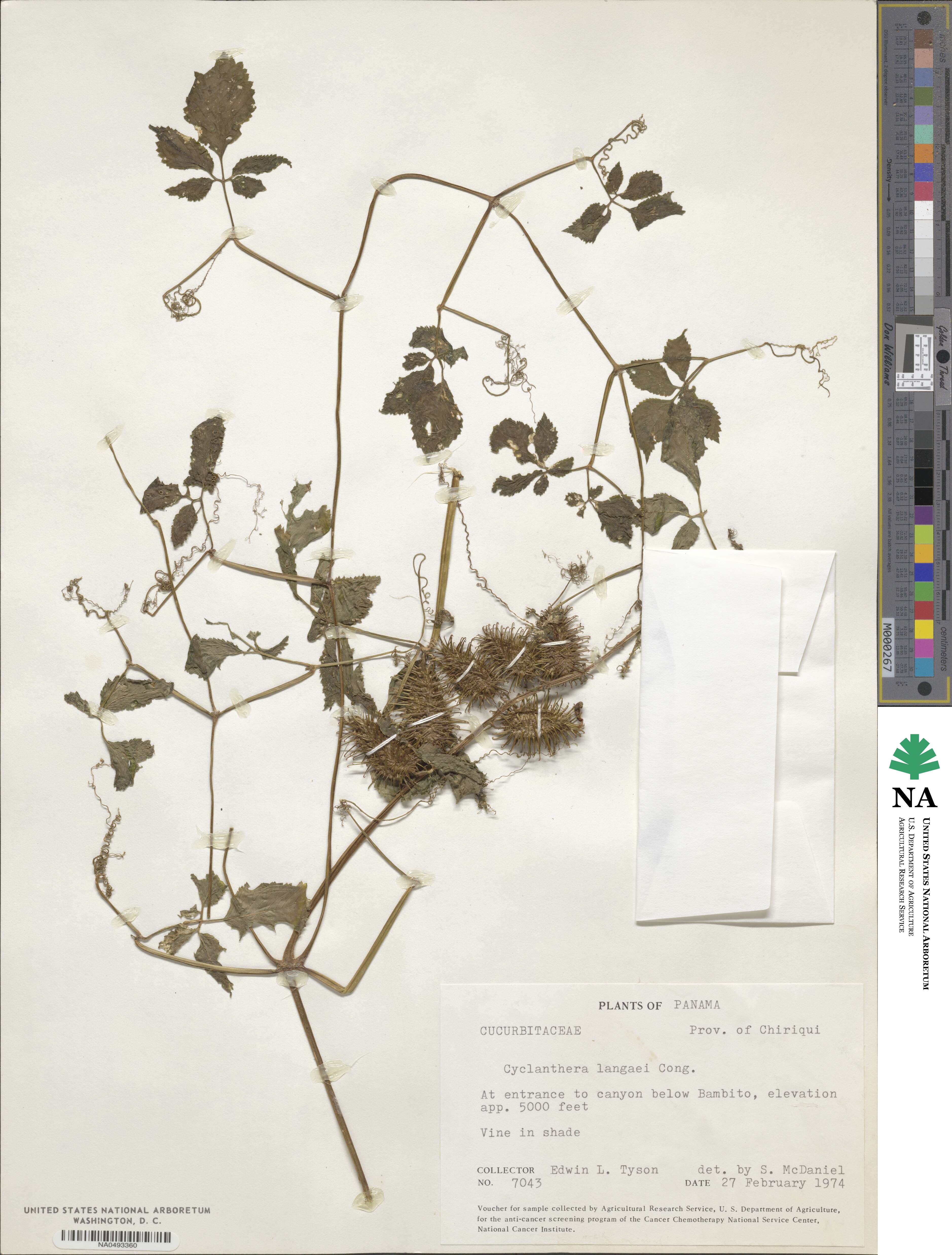 Cyclanthera langaei image