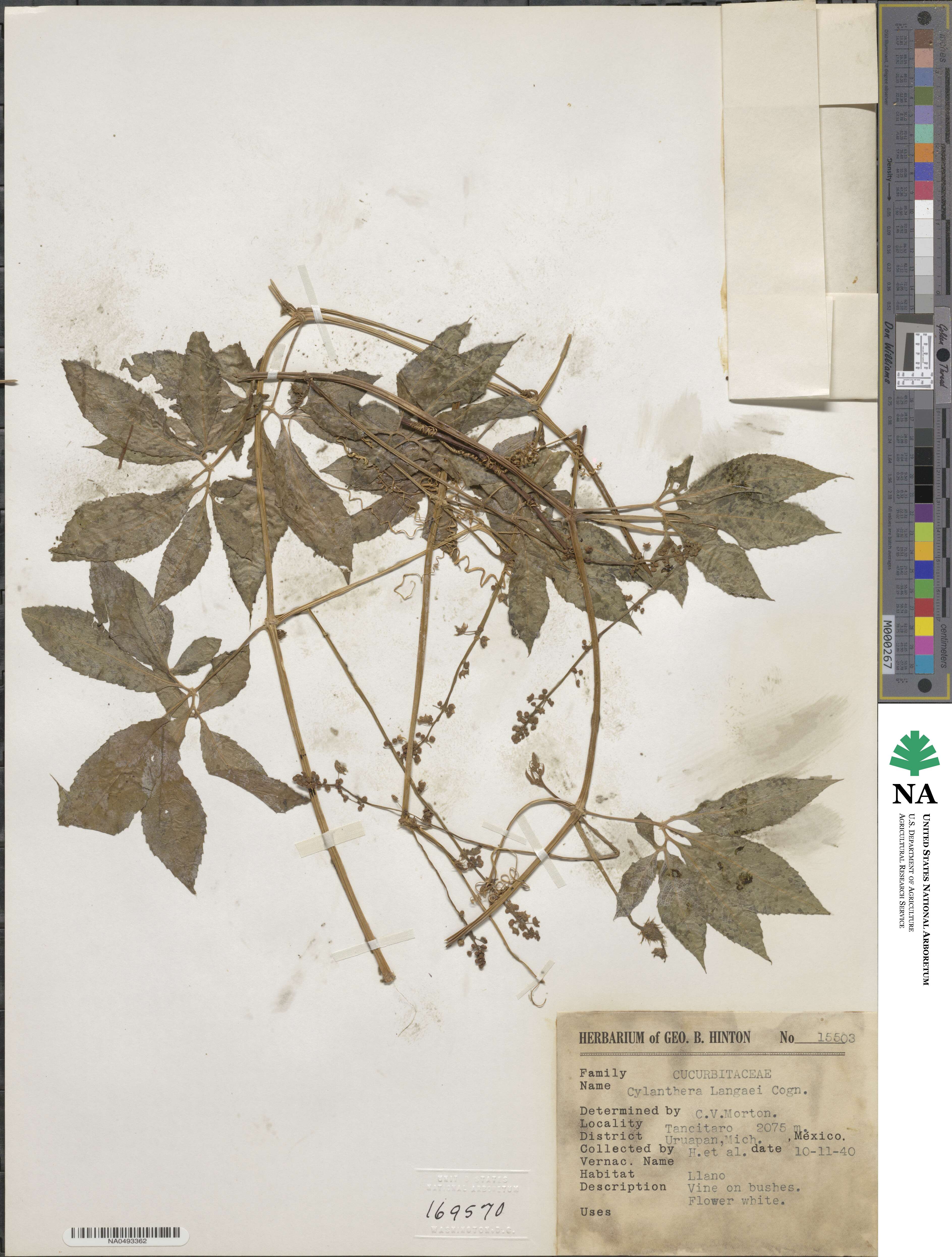 Cyclanthera langaei image