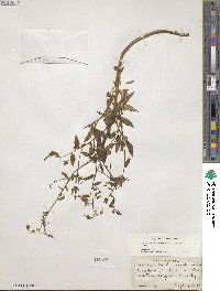 Campanula divaricata image