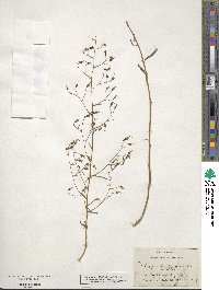 Campanula divaricata image