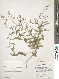 Campanula divaricata image