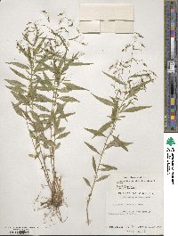 Campanula divaricata image